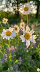 Chamomile on a summer meadow nature panoramic landscape. Blooming white flower in the grass background. Illuminated by the evening sun. Sunlight field of daisies flowers close up. Spring vibes.