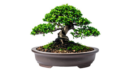 Bonsai Tree In Brown Pot Isolated On Transparent Background Miniature Tree Japanese Art Zen Garden Indoor Plant Decorative Element Nature Concepts