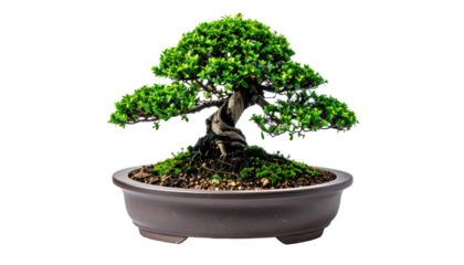 Bonsai Tree In Brown Pot Isolated On Transparent Background Miniature Tree Japanese Art Zen Garden Indoor Plant Decorative Element Nature Concepts