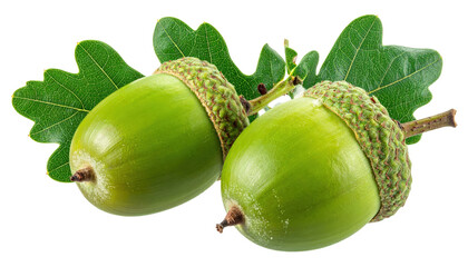 Two Green Acorns With Oak Leaves Isolated On Transparent Background Autumn Harvest Forest Elements Nature And Seasonal Decorations