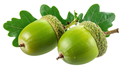 Two Green Acorns With Oak Leaves Isolated On Transparent Background Autumn Harvest Forest Elements Nature And Seasonal Decorations