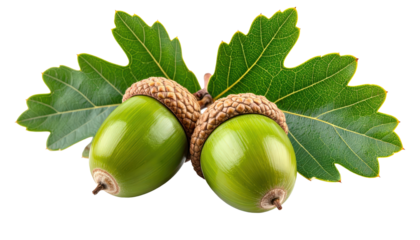 Two Green Acorns With Oak Leaves Isolated On Transparent Background Autumn Harvest Still Life Forest Elements For Thanksgiving And Fall Season Designs
