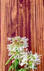 ユーフォルビア 白雪姫