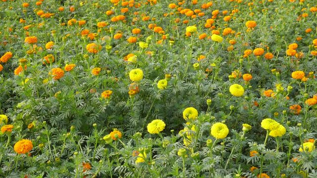 Blooming Marigold Field with Orange and Yellow Flowers
