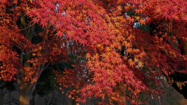 風に揺れるカエデの葉