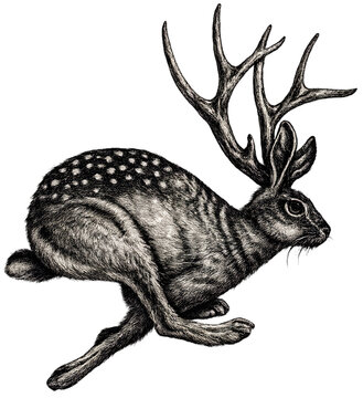 Black and white vintage engraving of a running jackrabbit with deer antlers. Surreal hybrid animal illustration isolated on black background, ideal for fantasy, folklore, and conceptual design.