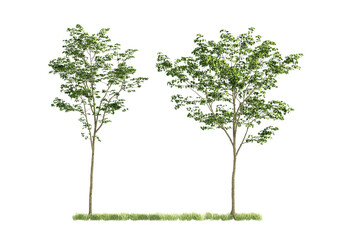 tree isolated on white background