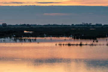 Camargue landscape by morning with birds and water