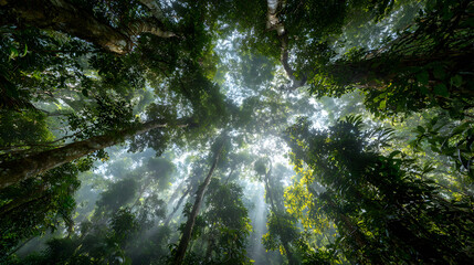 Sunlight filtering through dense forest canopy