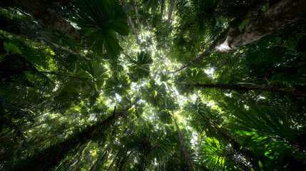 Sunlight streaming through dense forest canopy
