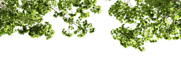 green tree branches in 3d rendering isolated on white