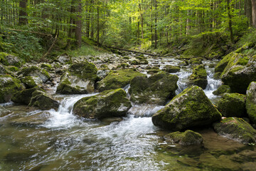 Flu&szlig; Rottach, Gebirgsflu&szlig; im Wald, Rottach-Egern, Mangfallgebirge, Oberbayern, Bayern, Deutschland
