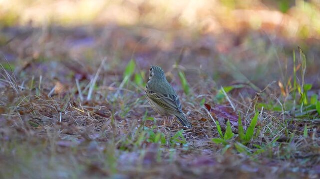 Olive-backed Pipit on ground birdwatching in the forest