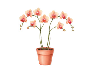 Naklejka premium Beautiful pink orchid flowers in a terracotta pot isolated on transparent background