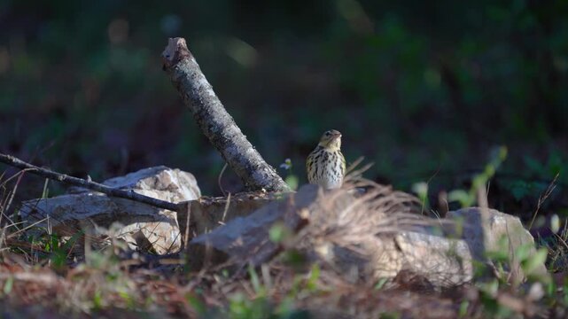 Olive-backed Pipit on stump birdwatching in the forest