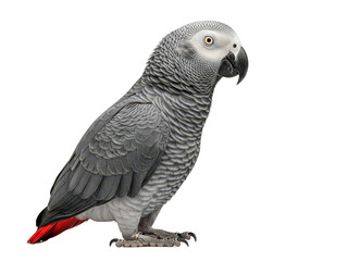 Fototapeta premium African grey parrot standing on a perch isolated on transparent background