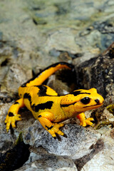 Fototapeta premium Spanischer Feuersalamander // Fire salamander from Spain (Salamandra salamandra fastuosa) - Picos de Europa, Spanien