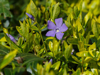 Vinca minor variegata is an exquisite evergreen groundcover perennial that captivates with its variegated foliage and delicate flowers