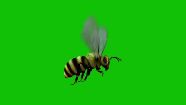 A bee flies with a pollen bag on its leg against a green screen background, captured in mid-air with clear details of its wings and body.