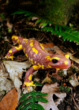leuzistischer Feuersalamander (Salamandra salamandra terrestris) - Wuppertal, Bergisches Land, Deutschland
