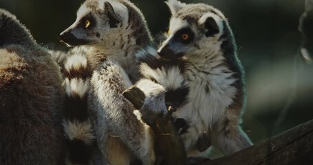 Playful Lemurs Together Amidst Tree Branches