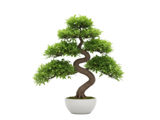 Bonsai tree in a white pot with twisted trunk isolated on transparent background