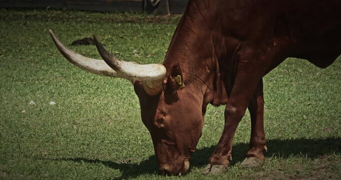 Grazing Cow with Distinctive Horns on Green Grass