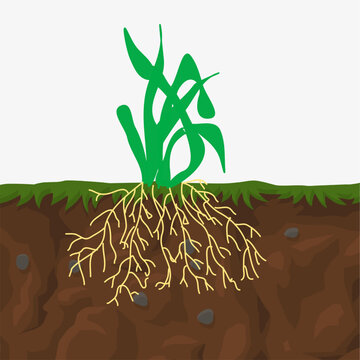 fibrous root of a plant  biology diagram botany.eps