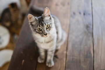 長毛サバトラの子猫