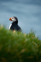 Puffin on N&oacute;lsoy, Faroe Islands