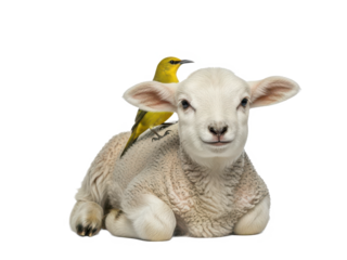 Lamb lying down with a small yellow bird perched on its back isolated on transparent background