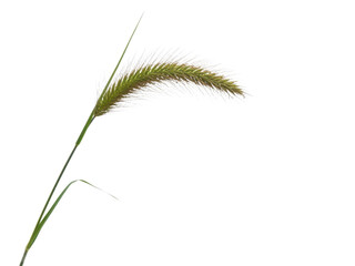 Obraz premium Closeup of fountain grass seed head with delicate feathery texture isolated on transparent background