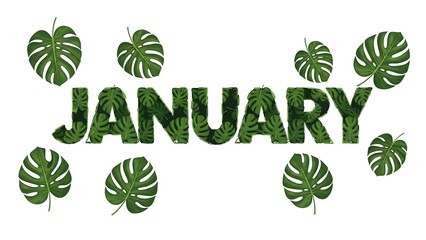 Tropical January Leaves green monstera