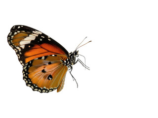 Obraz premium Vibrant orange butterfly with black and white spots on its wings isolated on transparent background