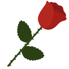 single red rose
