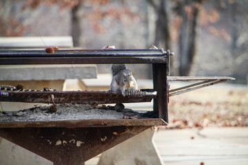 Eastern Gray Squirrel, in a grill, with a peanut, funny