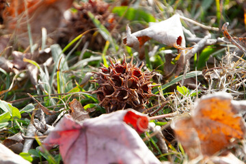  American sweetgum seed pod, Liquidambar styraciflua,