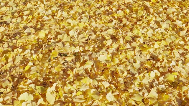 俯瞰の地面に落ちたイチョウの葉