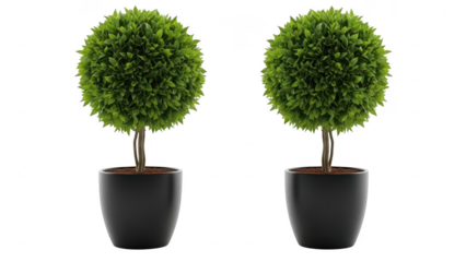 Two green topiary plants in black pots on transparent background