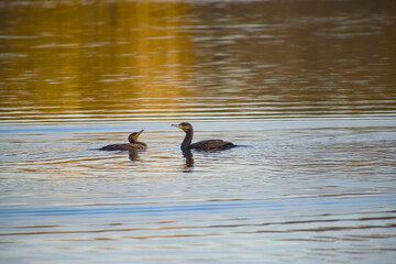 Two great cormorants swimming together on calm water with reflections