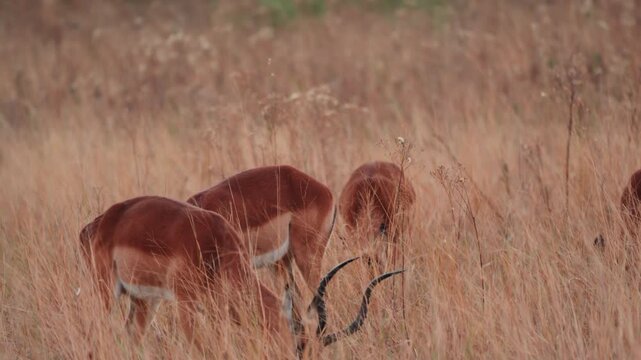 Herd of impalas grazing and staying alert in the wild, animal behavior