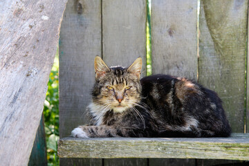 Village cat spotted in the street and basks in the sun on the porch