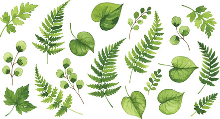 Collection of various green leaves and ferns on white background