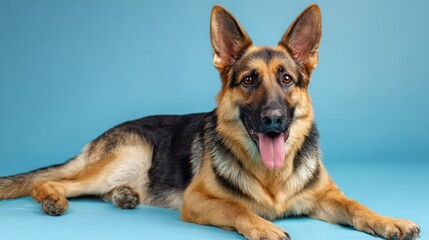Graceful German Shepherd on a vibrant blue background, showcasing purebred charm