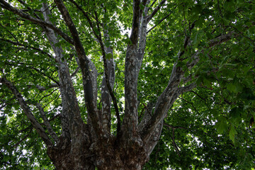 Obraz premium Mature Plane Tree Canopy with Green Leaves