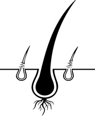 Hair follicle icon linear showing human hair growth and structure