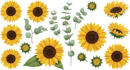 Vibrant sunflowers and eucalyptus leaves on a white background