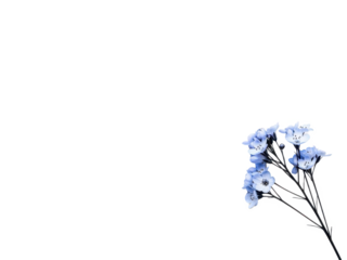 Beautiful blue flowers on thin stems isolated on transparent background