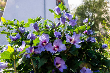 Sunlit Purple Hibiscus Syriacus Bush in Körnerpark Berlin © lukšić