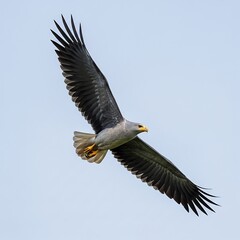 Obraz premium Majestic White-bellied Sea Eagle Soaring Through the Sky.